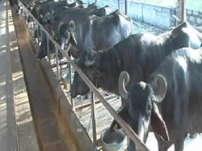 Buldana Urban Co Operative Credit Society