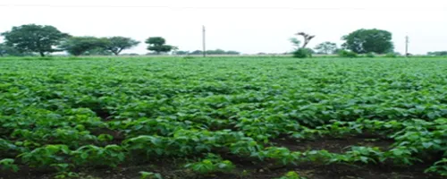 Buldana Urban Collective Farming