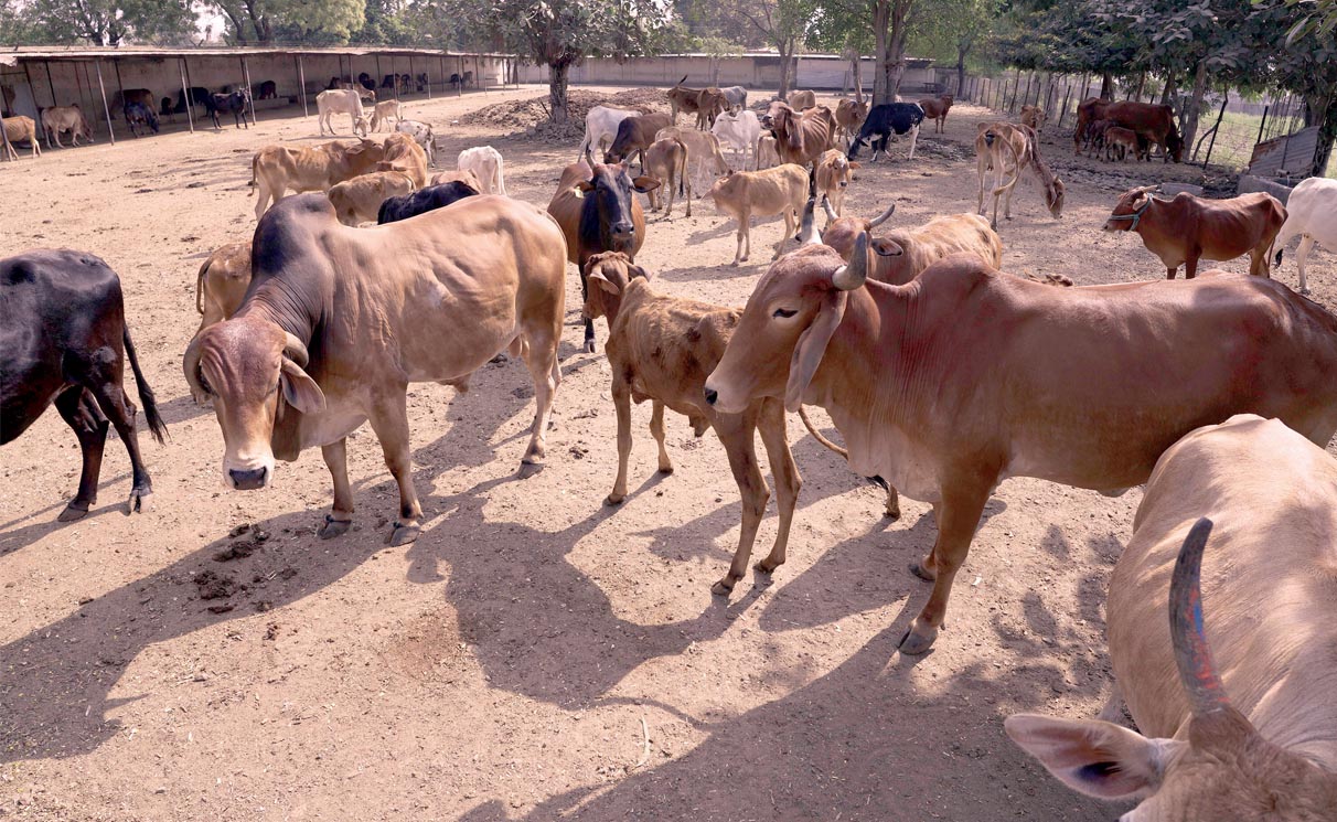 Buldana Urban Gaushala